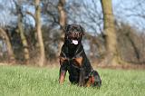 ROTTWEILER 537